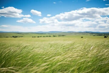 Grass grass landscape grassland.