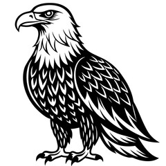 eagle vector illustration