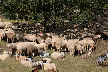 large flock of sheep and goats grazing in summer while seeking shade under a tree in a countryside pasture