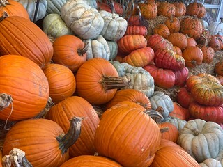 Fall Pumpkin Harvest Galore