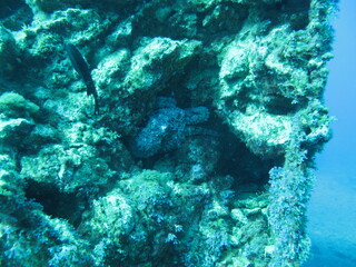 Octopus sleeping in rock Tenerife diving
