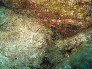 Spider crab Atlantic Ocean Tenerife