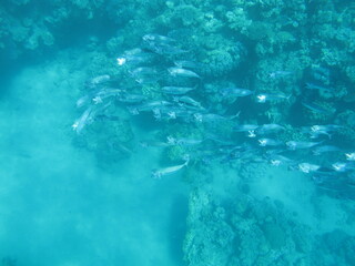 Longjawed Mackerel in Mediterranean Sea Egypt