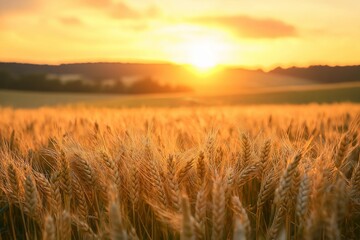 Obraz premium A golden wheat field bathed in the warm glow of the sunrise, symbolizing hope and abundance in nature's bounty.