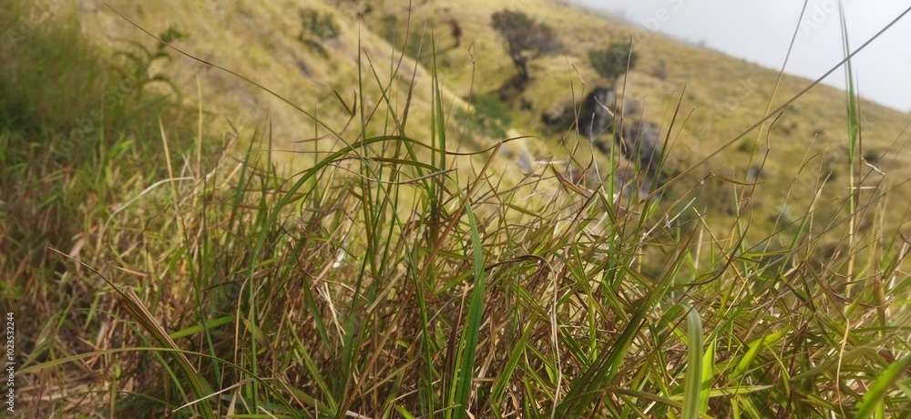 Wall mural grass in the wind sumbing mountain