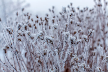Frost-covered wild plants standing tall in the foreground with a foggy landscape