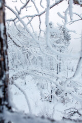 Fototapeta premium A misty winter forest stands covered in frost and snow