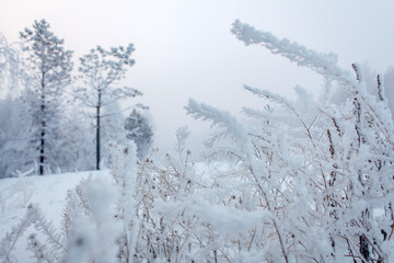 A misty winter forest stands covered in frost and snow