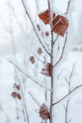 A delicate branch with brown leaves is covered in fresh