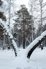A serene winter scene featuring a snow-covered forest