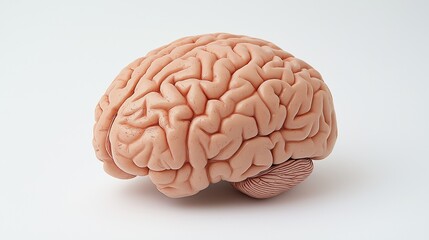 Fototapeta premium Human brain on a white background.