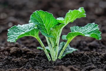 Obraz premium A close-up of a vibrant green plant sprouting from rich soil.