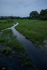 Monsoon morning in Goa, with lush green fields and a flowing stream of water. Palm trees gently...