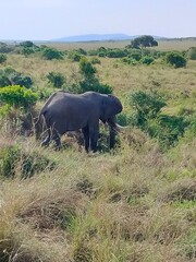 Fototapeta premium elephants in the wild