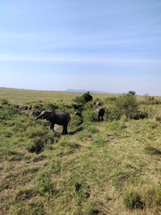Fototapeta premium herd of elephants
