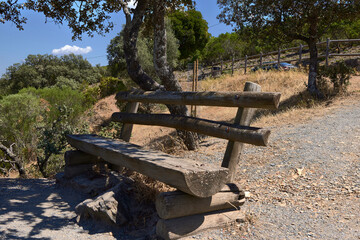 Summer day. Wooden bench on a forest path on a sunny summer day