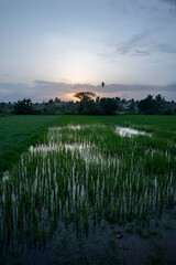 Monsoon sunset over rice fields with water in the foreground. Palm trees frame the scene, and a bird silhouette flies across the vibrant sky, creating a tranquil evening atmosphere.