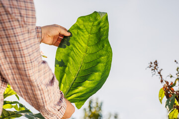 farmer holding fresh tobacco leaf against field background, harvest, tobacco product quality