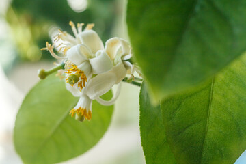 This is a close-up shot of a lemon blossom in full bloom