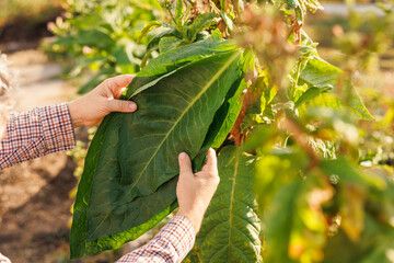 farmer holding fresh tobacco leaf against field background, harvest, tobacco product quality