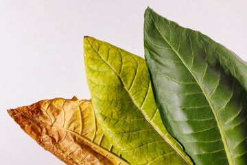 tobacco leaf macro photo on white background, tobacco production, tobacco growing