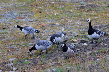 Group of Barnacle Goose near Longyearbyen, Svalbard Islands