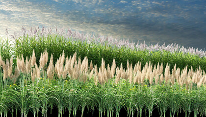 Fototapeta premium Lush landscape of vibrant grass and ornamental pampas grass under a cloudy sky during late afternoon light