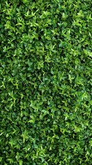 Obraz premium A vivid image of an artificial green leafy hedge forms a diagonal backdrop, exuding freshness and liveliness with its deep green color and orderly arrangement.