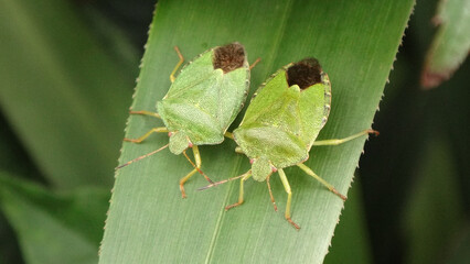 Two common green shield bugs (Palomena prasina) sitting side by side on a green leaf