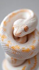 Fototapeta premium Captivating Moment of a Snake Coiling Around Prey Animal in the Wild