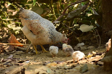 A hen with chicks