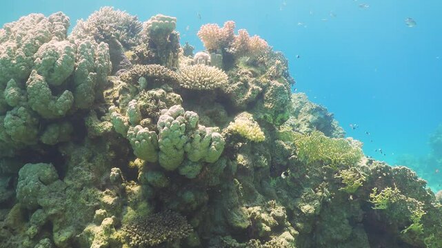 Tropical Fish on Vibrant Coral Reef