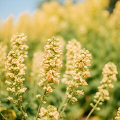 Fototapeta premium flowers in the morning