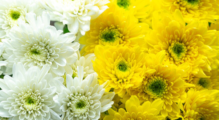 Close-up of white and yellow flowers,White and yellow Chrysanthemum Flower in garden on top view,...