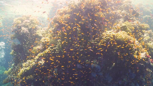 Tropical Fish on Vibrant Coral Reef