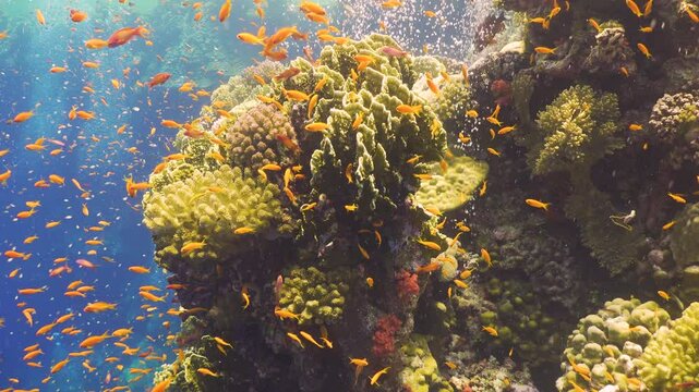 Tropical Fish on Vibrant Coral Reef
