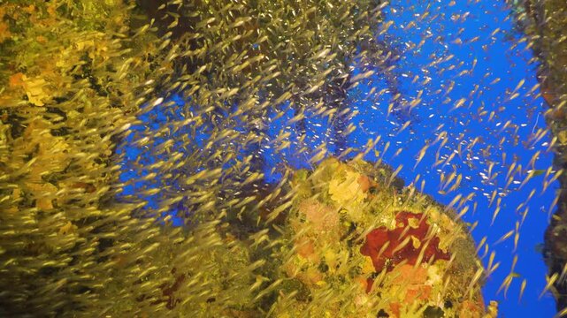 Tropical Fish on Vibrant Coral Reef
