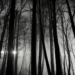 Obraz premium misty morning in the forest