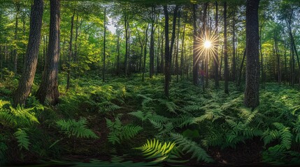 Obraz premium A panoramic view of a lush forest with a bright sun shining through the trees and ferns on the forest floor.