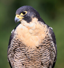 Peregrine falcon portrait with green background, Montreal, Canada