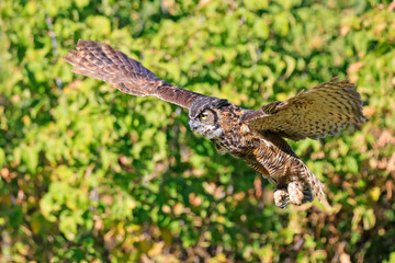 Great-horned Owl flying in the forest with green background, Quebec, Canada