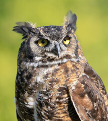 Great-horned Owl portrait with green background, Quebec, Canada