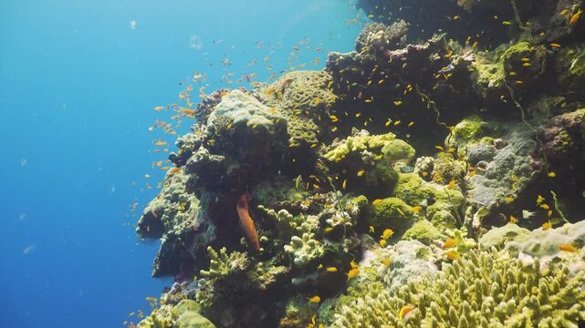 Tropical Fish on Vibrant Coral Reef