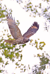 Red-tailed Hawk flying in the forest, Quebec, Canada