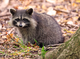 Raccoon portrait in the forest, Quebec, Canada