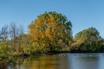 A Flock Of Canada Geese Feeding On A Local Pond In Fall In Wisconsin