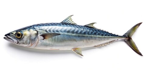 Fototapeta premium Japanese Spanish mackerel isolated on white background aerial view