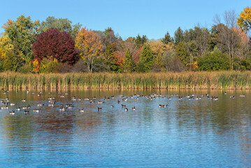 A Flock Of Canada Geese Feeding On A Local Pond In Fall In Wisconsin