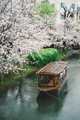 sakura in kyoto