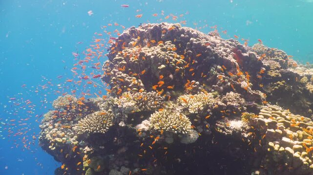 Tropical Fish on Vibrant Coral Reef